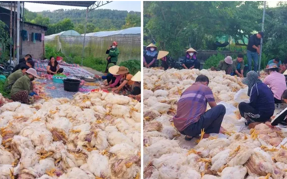 Hơn 10.000 con gà chết ngạt trước ngày xuất chuồng, chủ trang trại mất trắng tiền tỷ